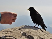 GRIGNETTA via Cermenati in salita-Sentiero delle capre in discesa dal Pian dei Resinelli-21mar22 - FOTOGALLERY